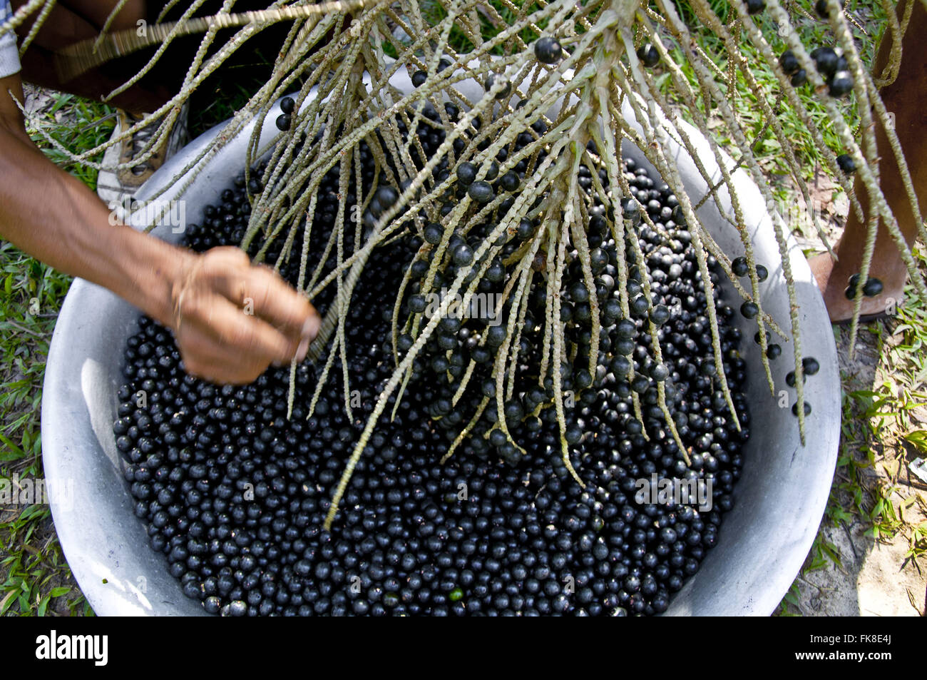 Acai berry tree hires stock photography and images Alamy