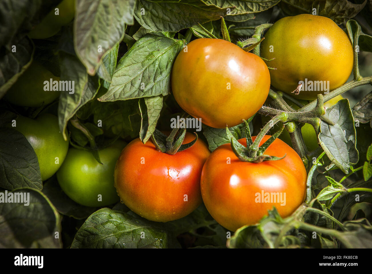 Detail of planting of tomatoes envarado Stock Photo