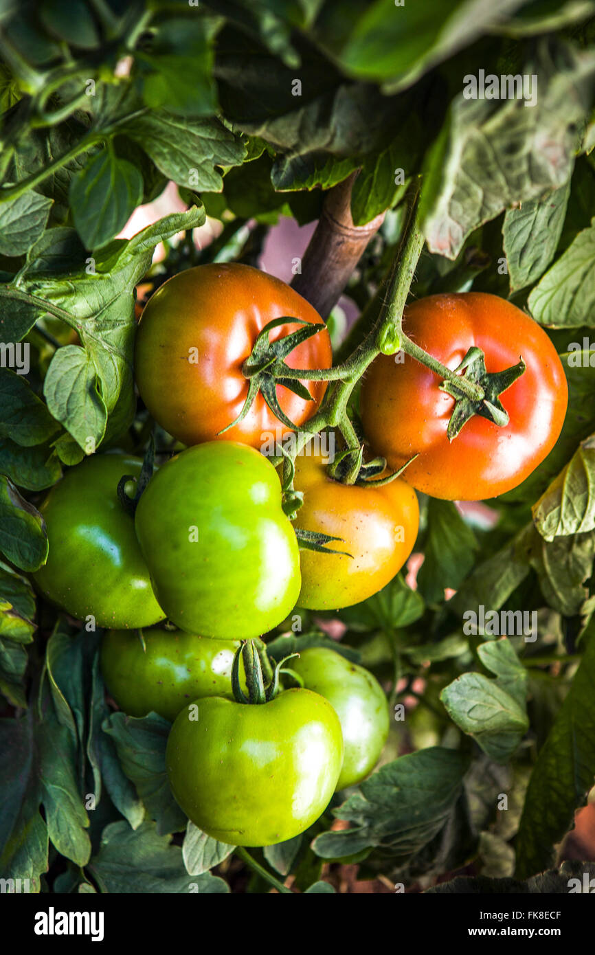 Detail of planting of tomatoes envarado Stock Photo
