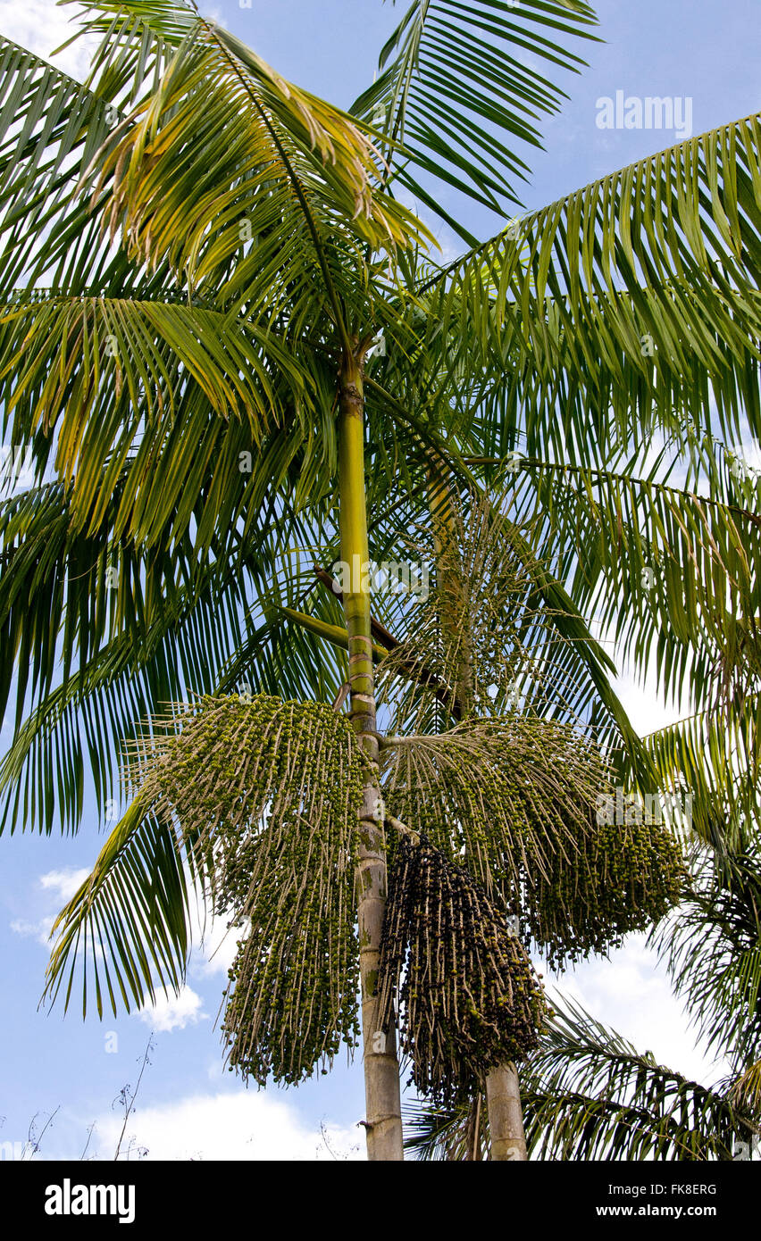 Acai palm tree hi-res stock photography and images - Alamy