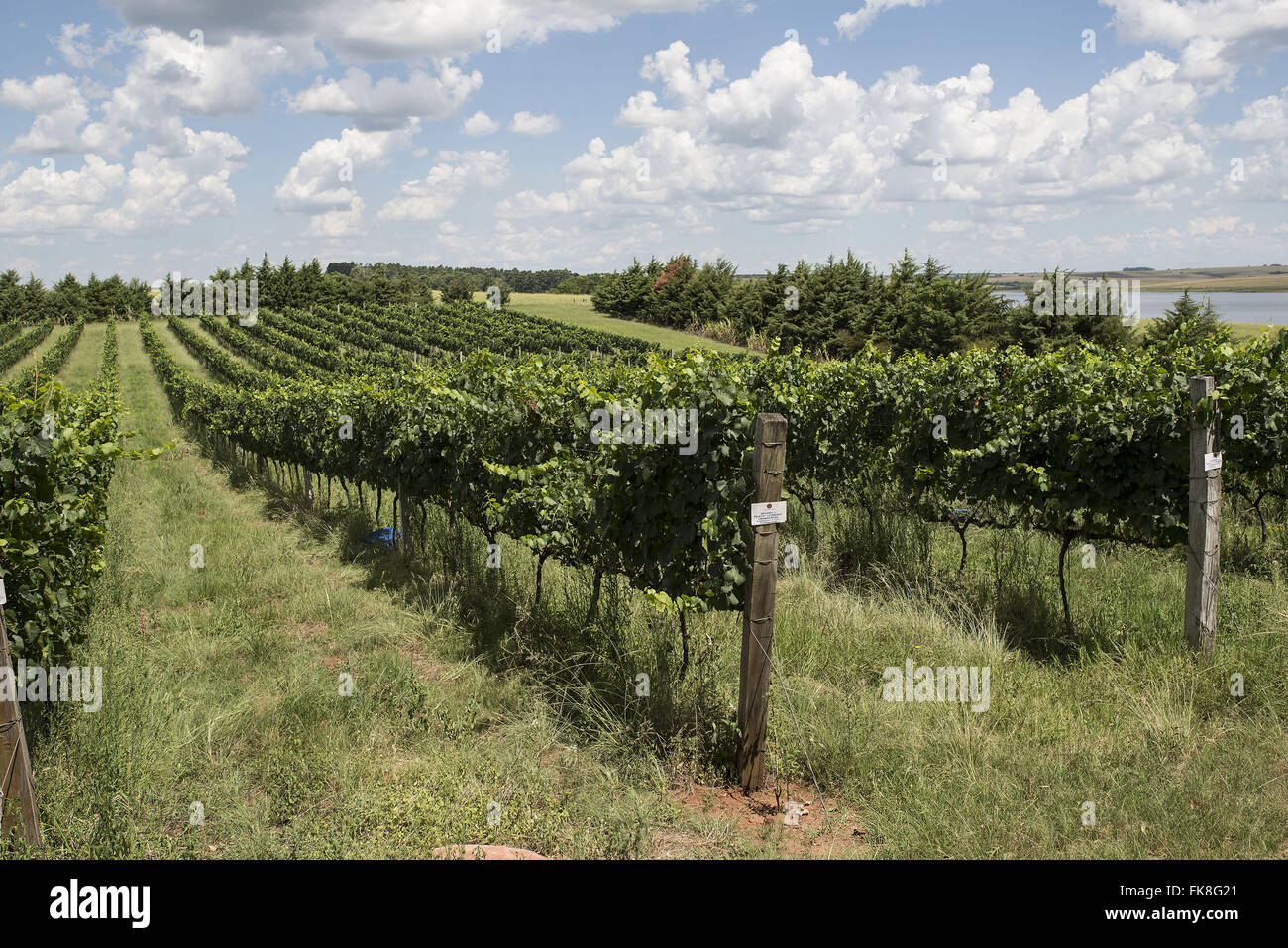Plantation of grapes for production of fine wine in the region of the Pampas gaucho Stock Photo