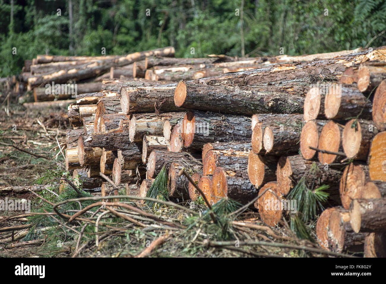 Logs of Pinus elliottii for the pulp and paper industry Stock Photo