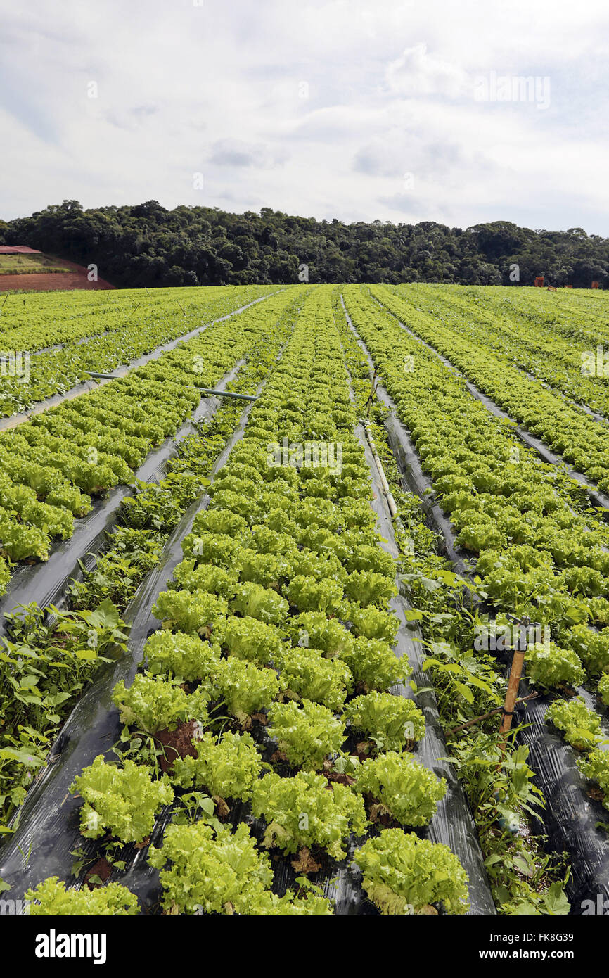 Plantação de alface orgânica no Sítio Novo Mundo Stock Photo