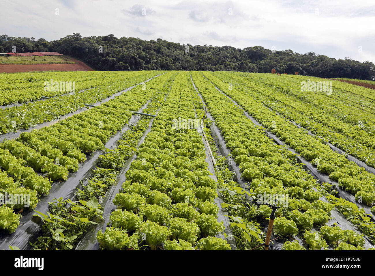 Plantação de alface orgânica no Sítio Novo Mundo Stock Photo