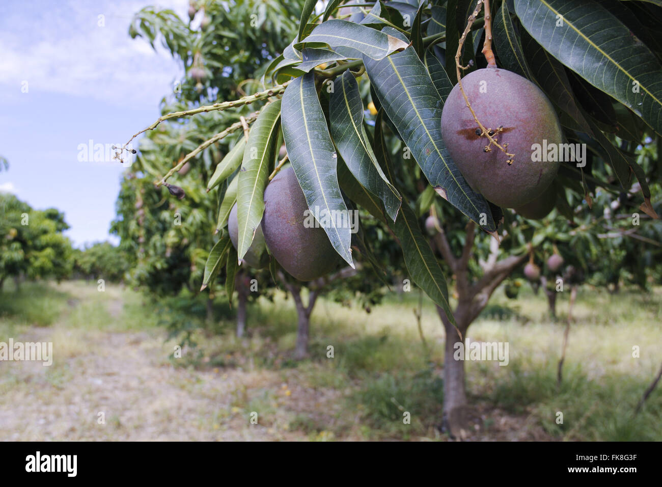 Mango plantation hires stock photography and images Alamy