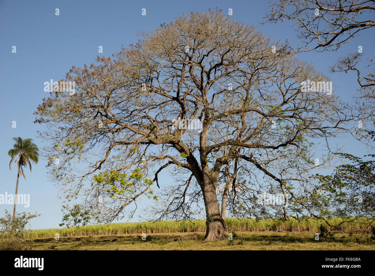 Jatoba remnant of forest into pasture to plantation of sugar cane in the background Stock Photo
