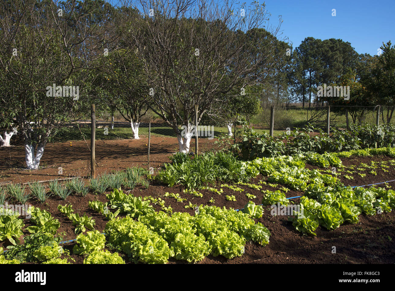 Agricultura hi-res stock photography and images - Alamy