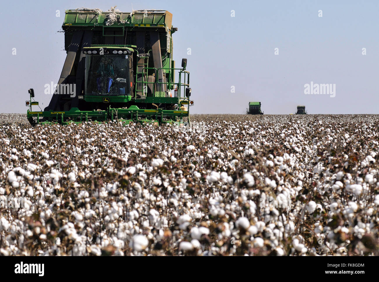 Combines Advanced Technology picking cotton Stock Photo
