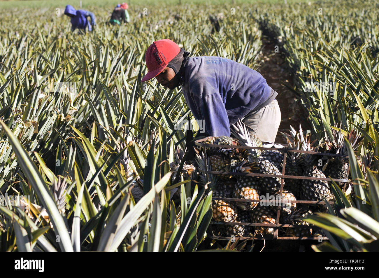 Rural worker during manual harvesting pineapples pearl in the