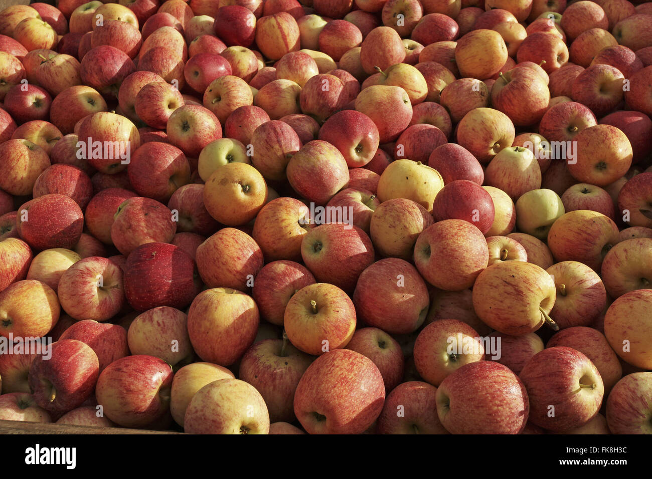 Macas type gala harvested in rural property in Vacaria Stock Photo