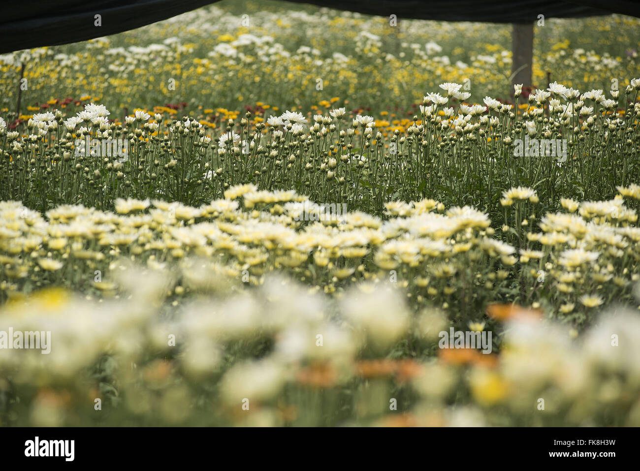Planting chrysanthemums in the greenhouse Gale neighborhood Stock Photo