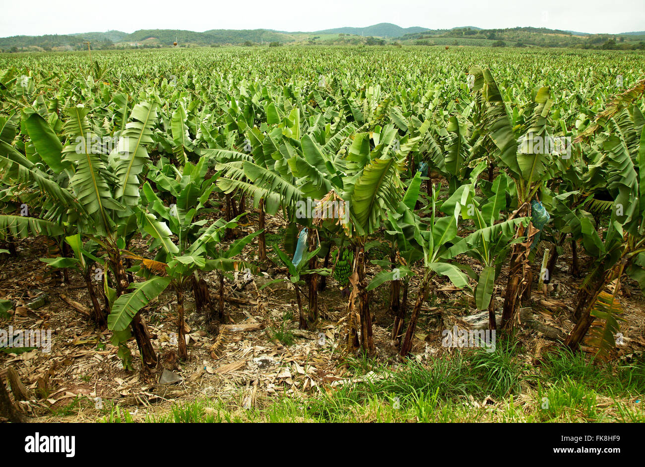 Banana plantation in the rural town of Jacupiranga - south region of São Paulo state Stock Photo