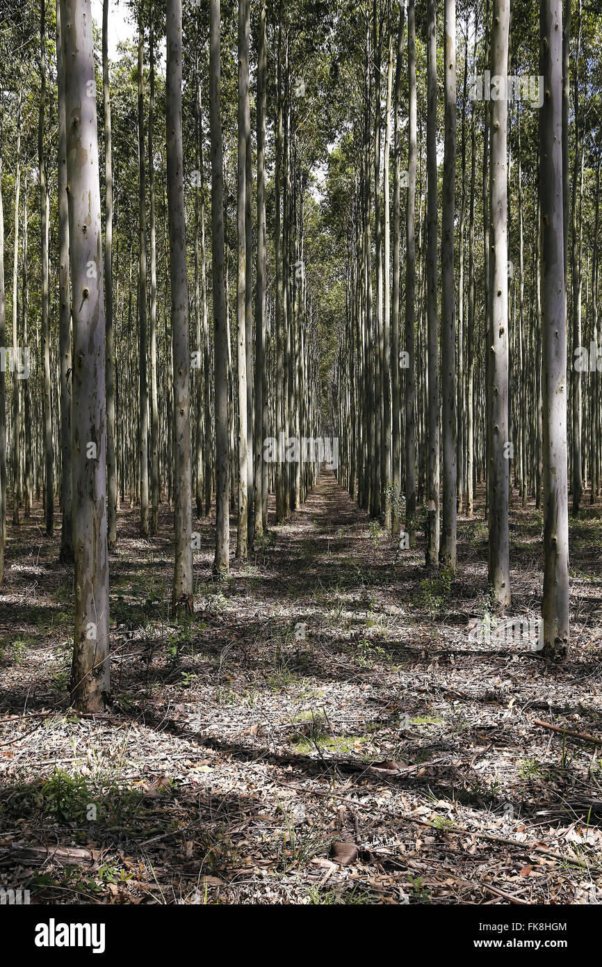 Plantation of eucalyptus in area previously completely arenizada Stock Photo