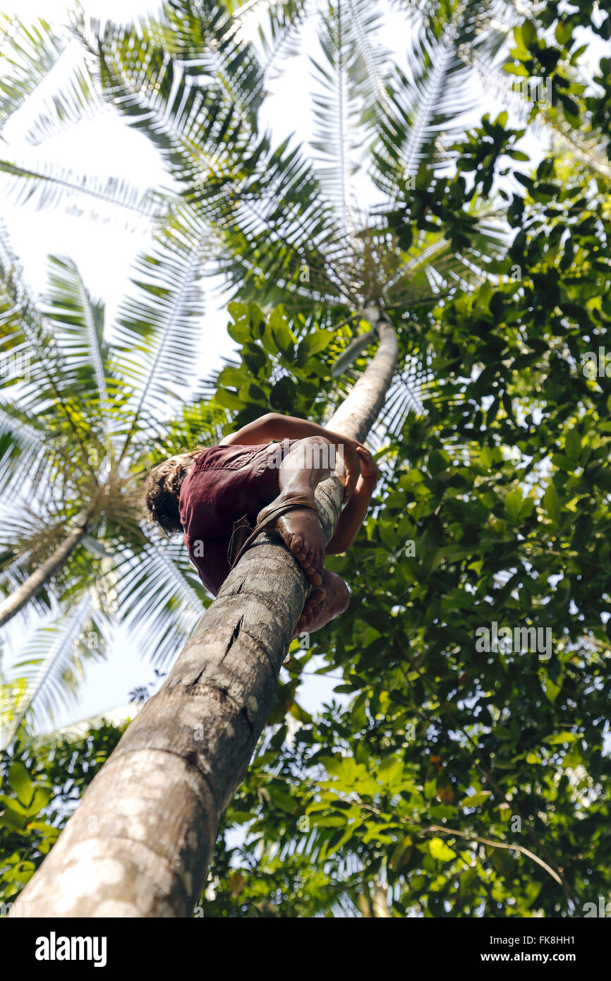Five year old boy climbing açaizeiro with the aid of peconha Stock Photo