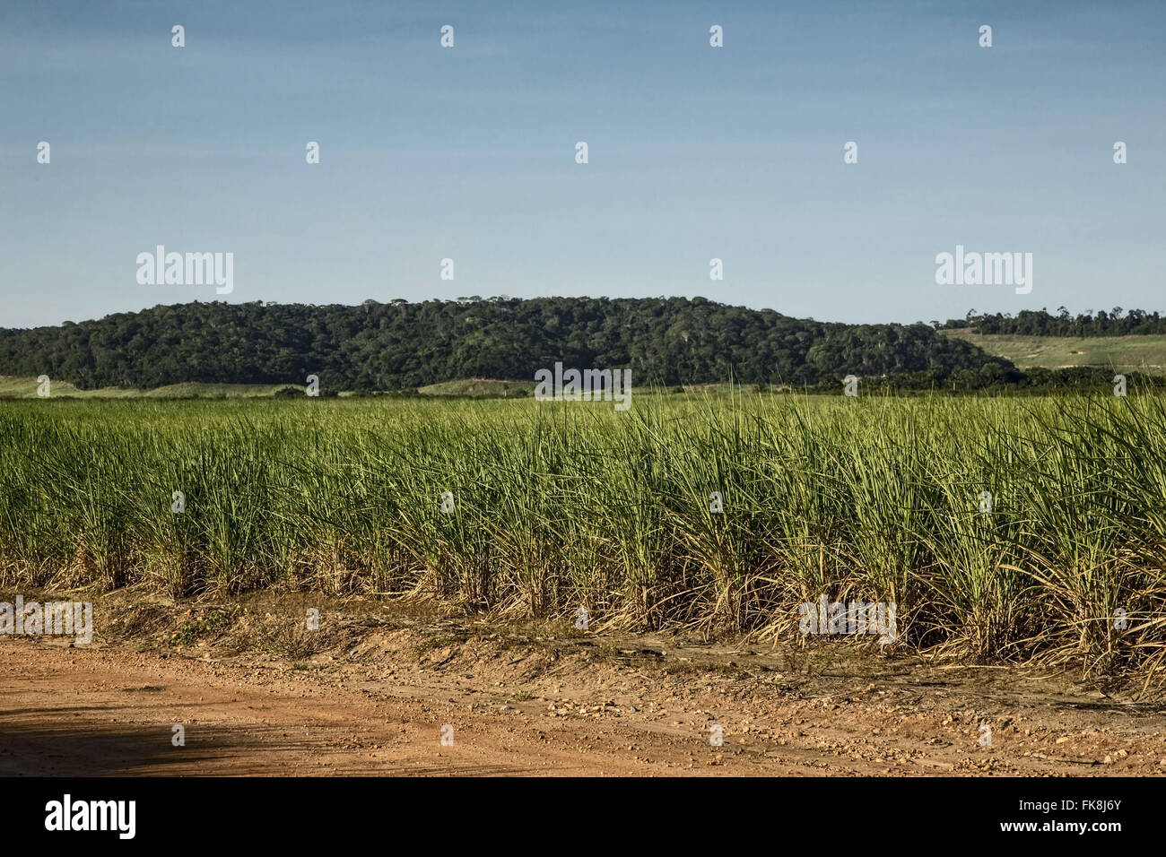 Plantation of cane sugar Pernambuco forest zone Stock Photo Alamy