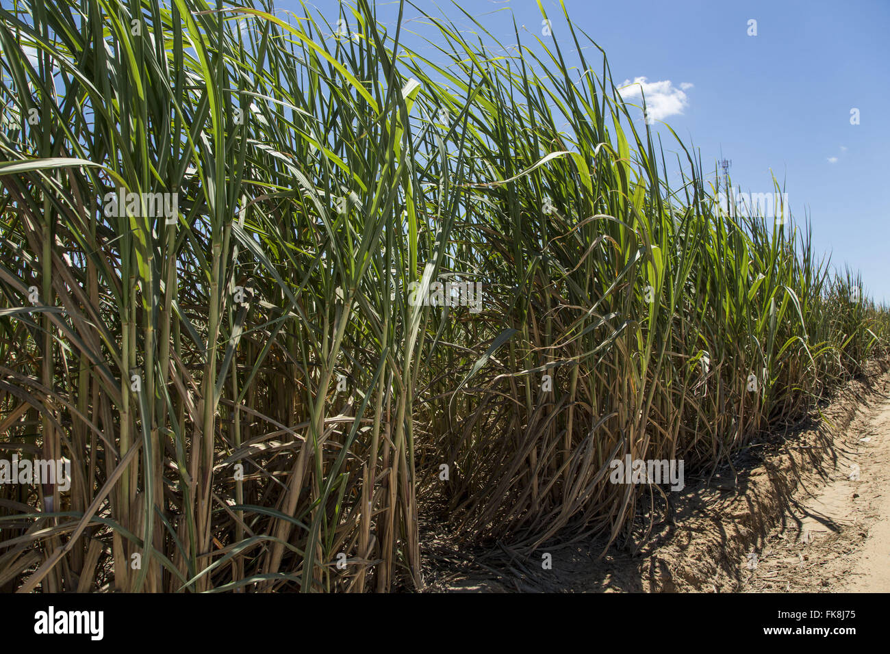Plantation of cane sugar Pernambuco forest zone Stock Photo Alamy