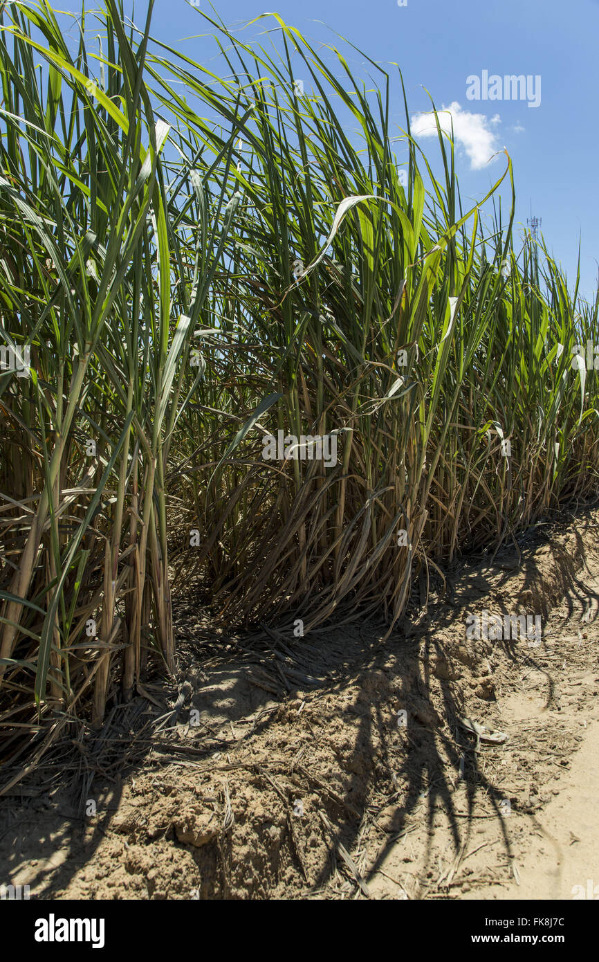 Plantation of cane sugar Pernambuco forest zone Stock Photo Alamy