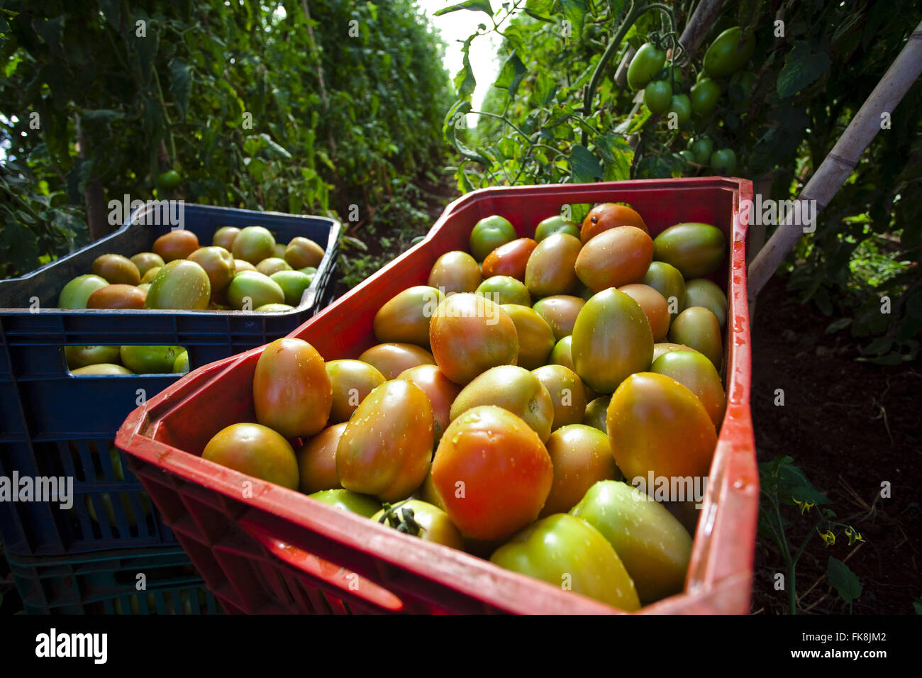 Detail of organic tomatoes picked in crates - organic greenhouse production Stock Photo