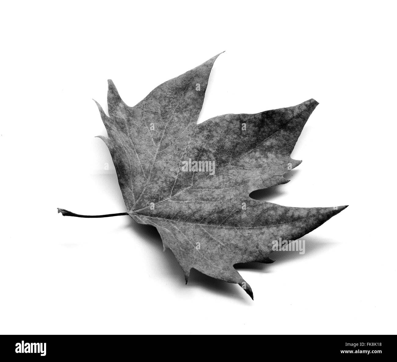 Dry leaf isolated Stock Photo - Alamy