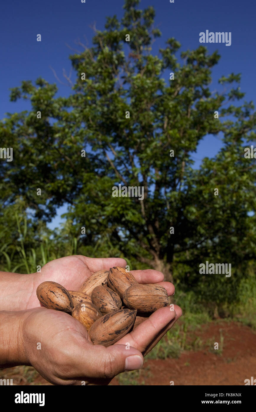 Walnut and pecans or pecan for marketing Stock Photo