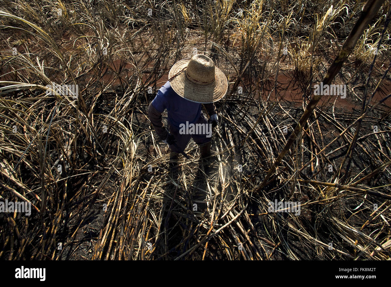 Manual harvesting of sugar cane in the countryside Stock Photo Alamy