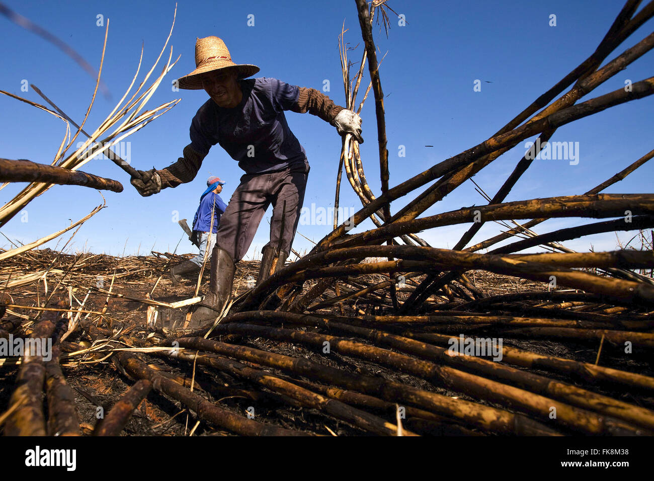 Manual harvesting of sugar cane in the countryside Stock Photo Alamy