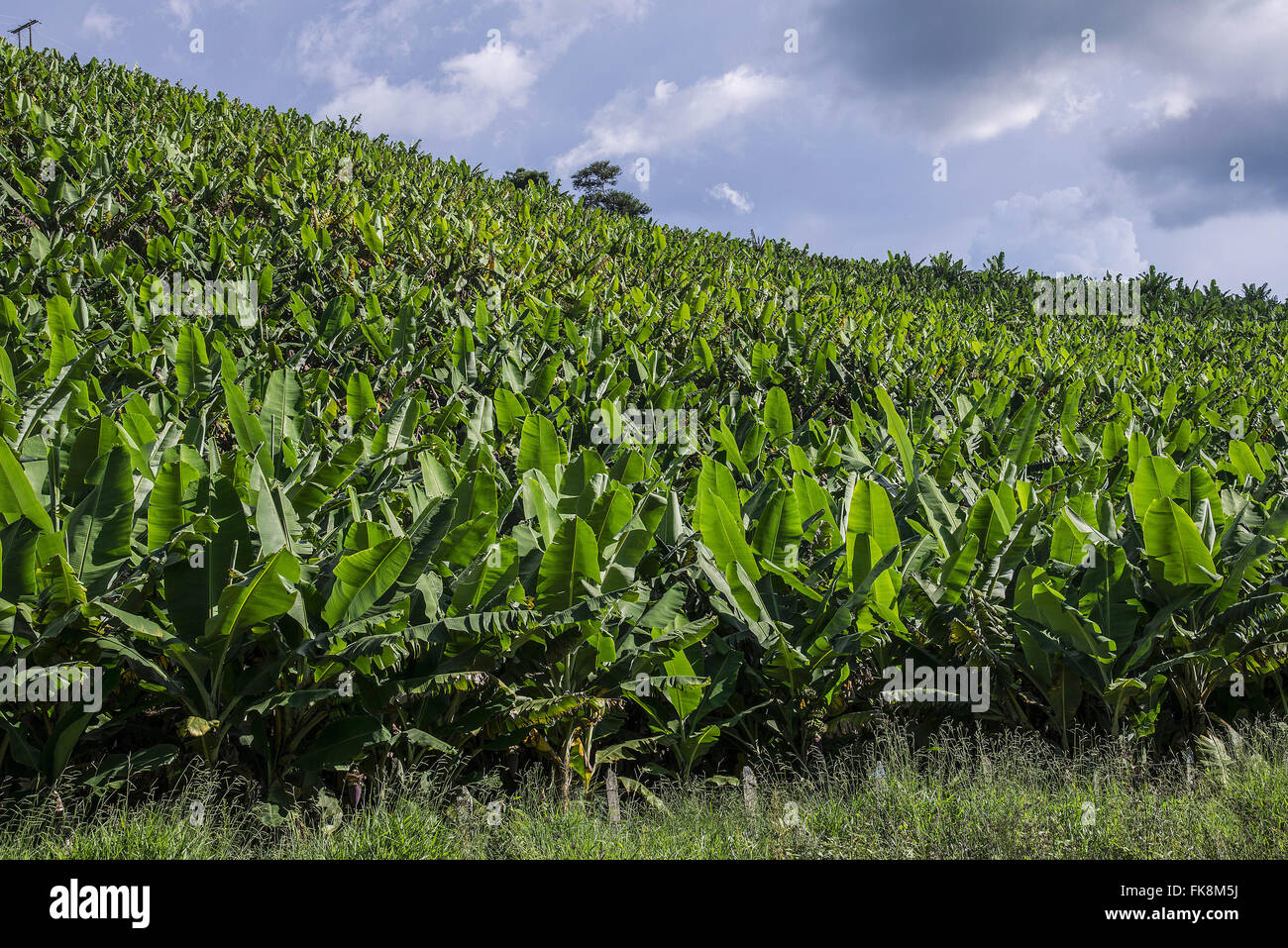 Banana plantation in rural area Stock Photo