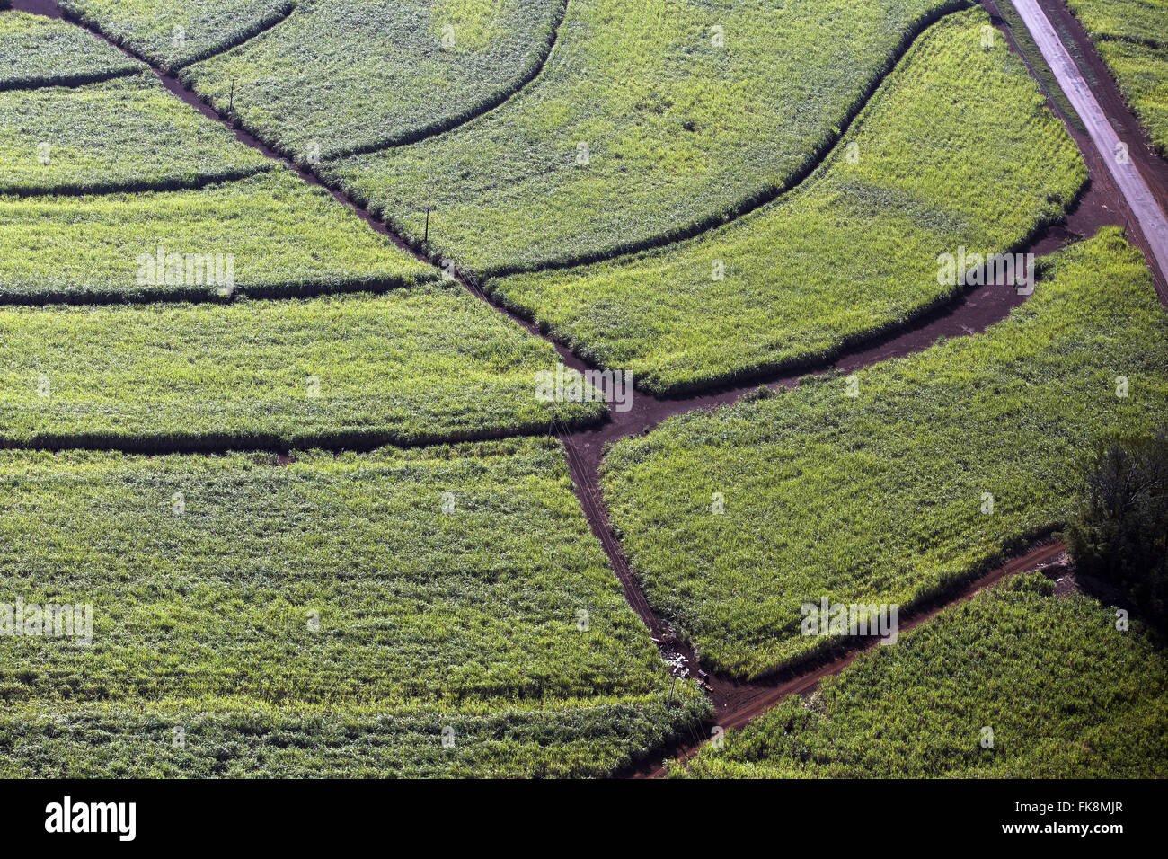 Aerial view of plantation of cane sugar Stock Photo Alamy