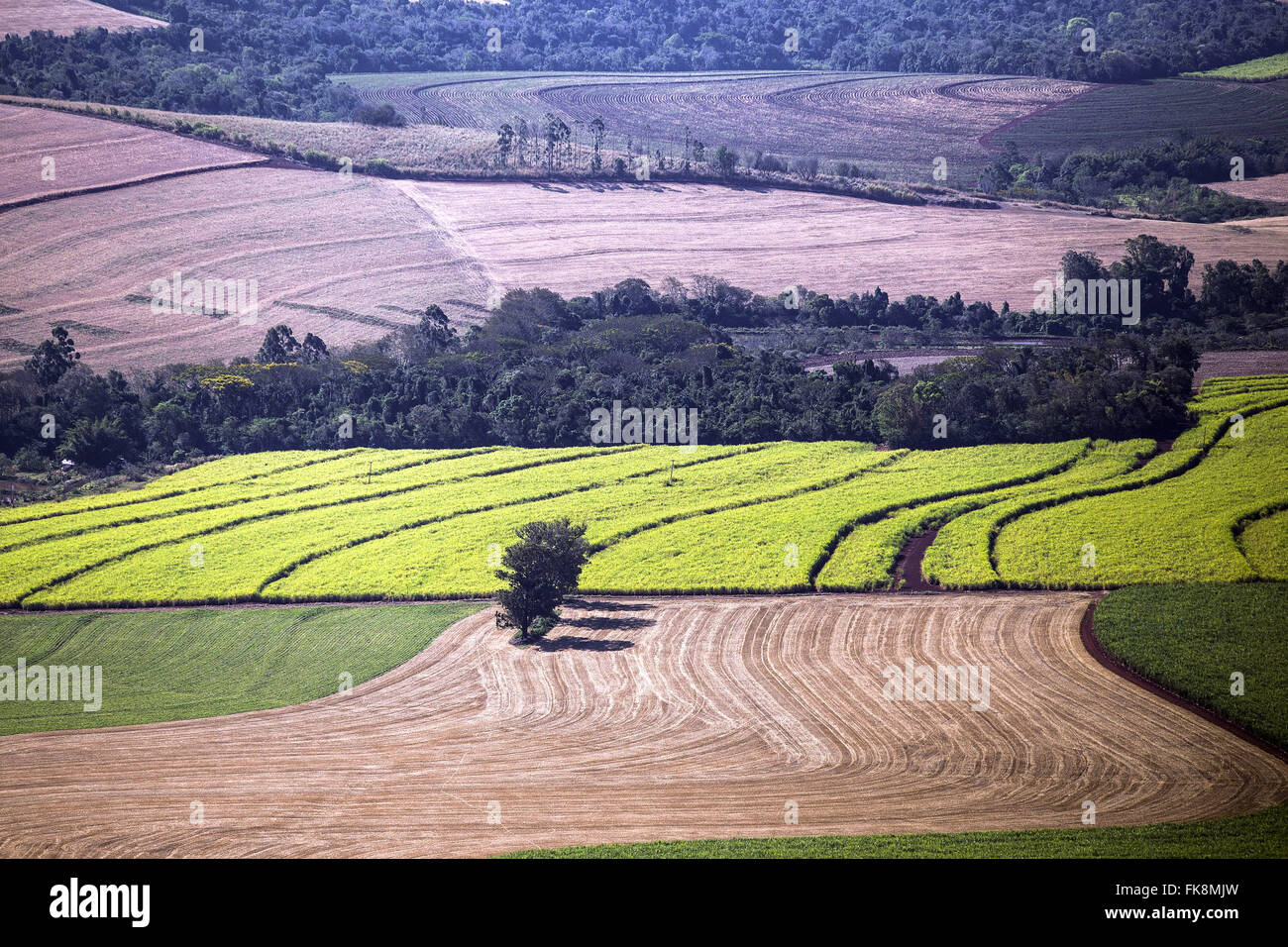 Aerial view of plantation of cane sugar and other plantations recently harvested Stock Photo