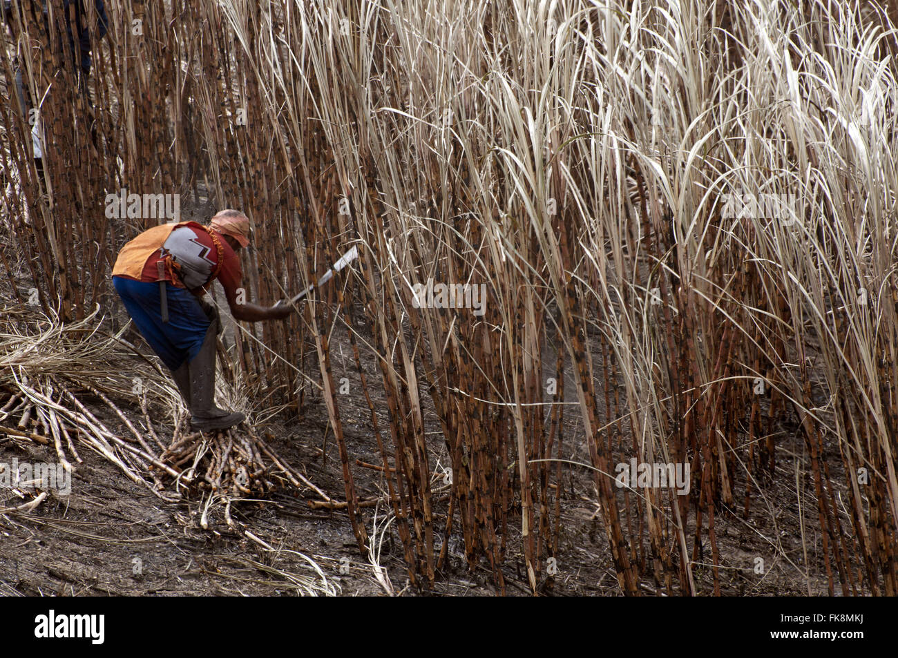 Sugar cane cutter hires stock photography and images Alamy