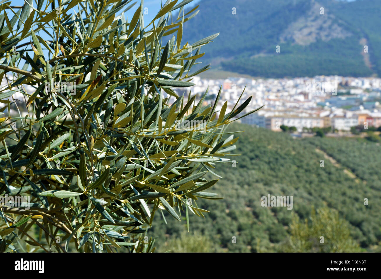 Square Rute Tree Spain village tree hi-res stock photography and images - Alamy