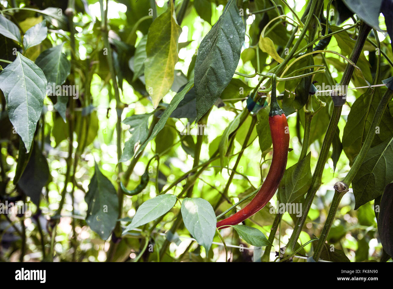 Organic pepper planting in the greenhouse in the countryside Stock Photo
