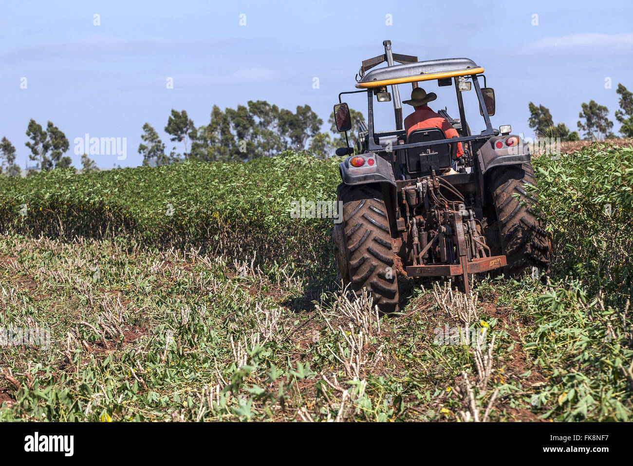 Mechanized harvesting manioc for flour production Stock Photo Alamy