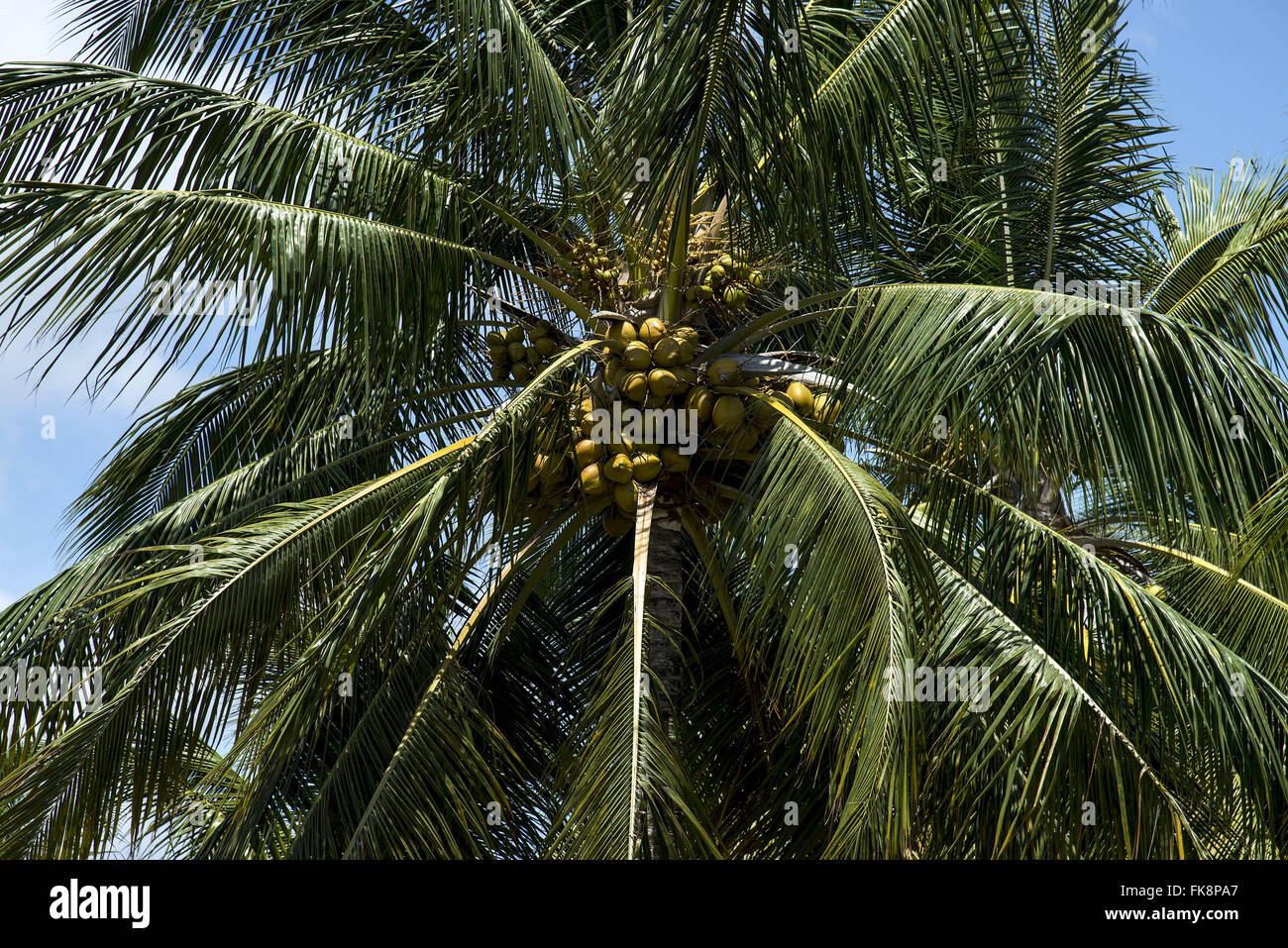 Coconut tree fruit hires stock photography and images Alamy