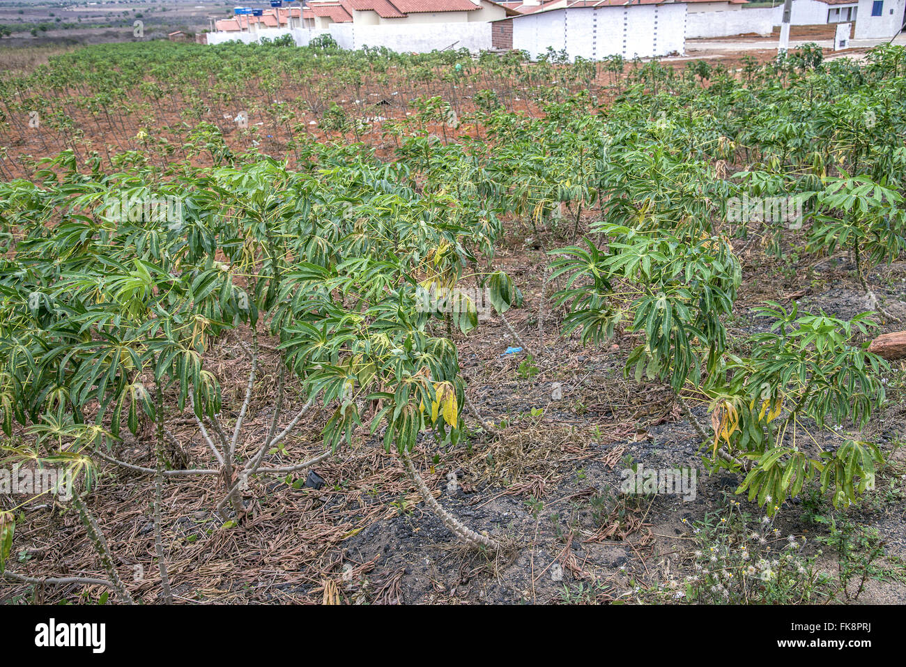 Small cassava plantation for production of flour - The town of Lagoa Angelica Stock Photo