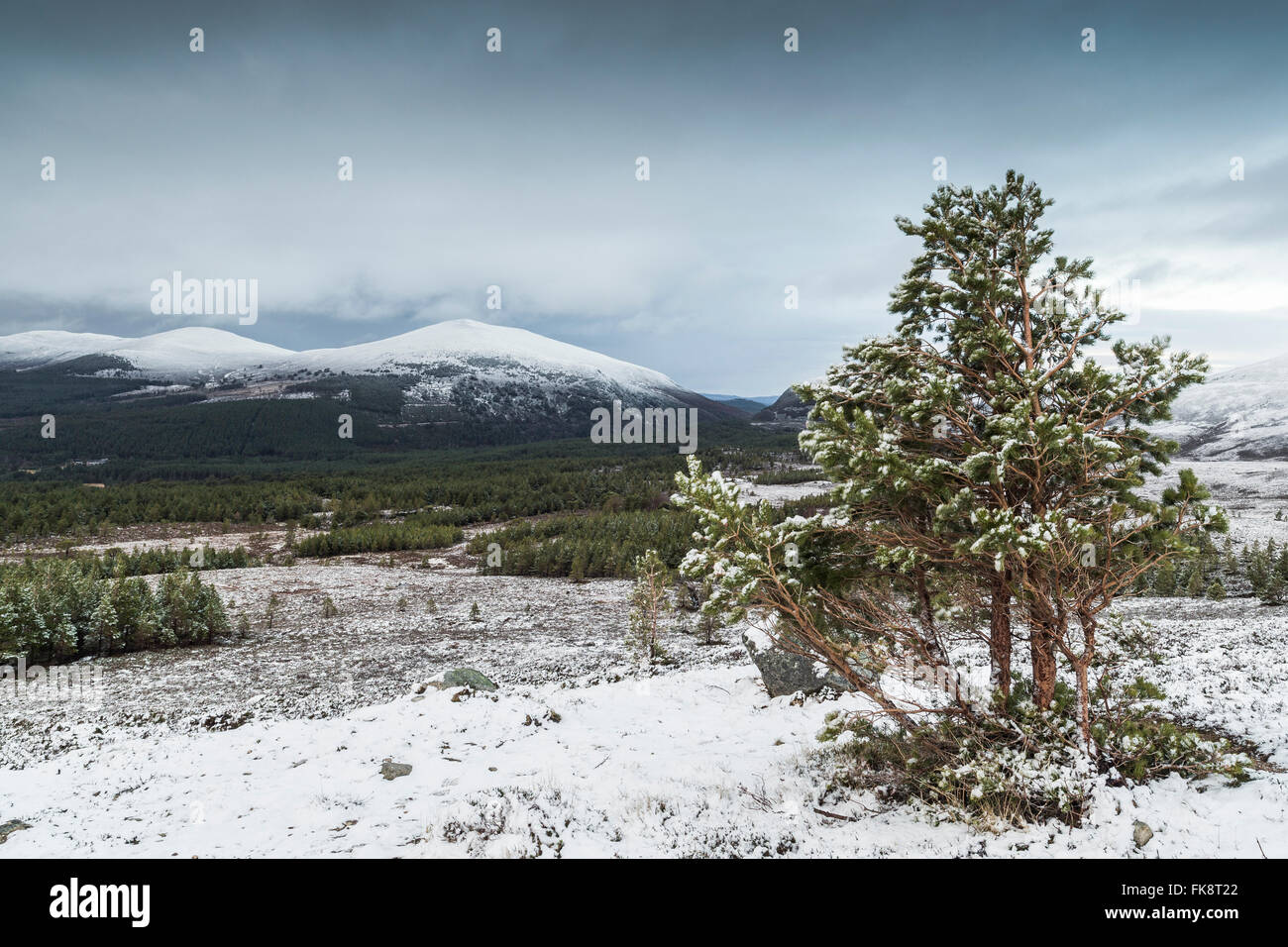Cairngorms plateau hires stock photography and images Alamy