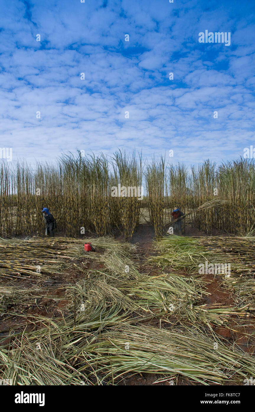Manual harvesting of sugar cane Stock Photo Alamy