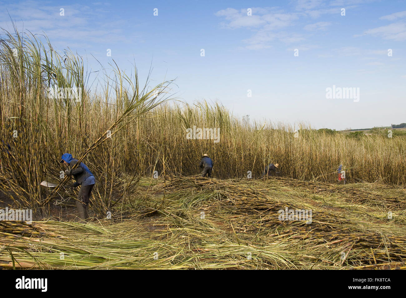 Manual harvesting of sugar cane Stock Photo Alamy