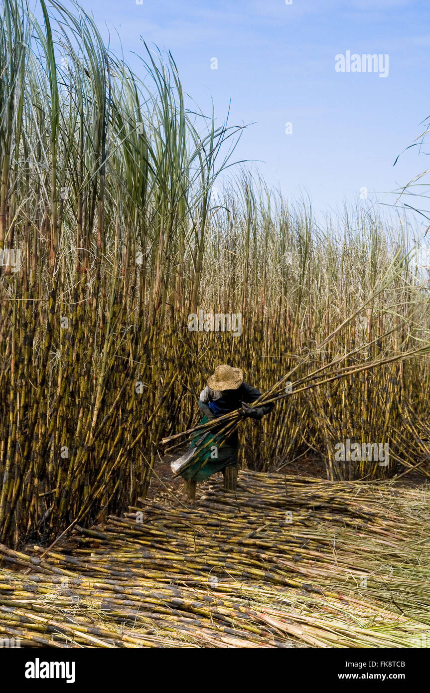 Manual harvesting of sugar cane Stock Photo Alamy