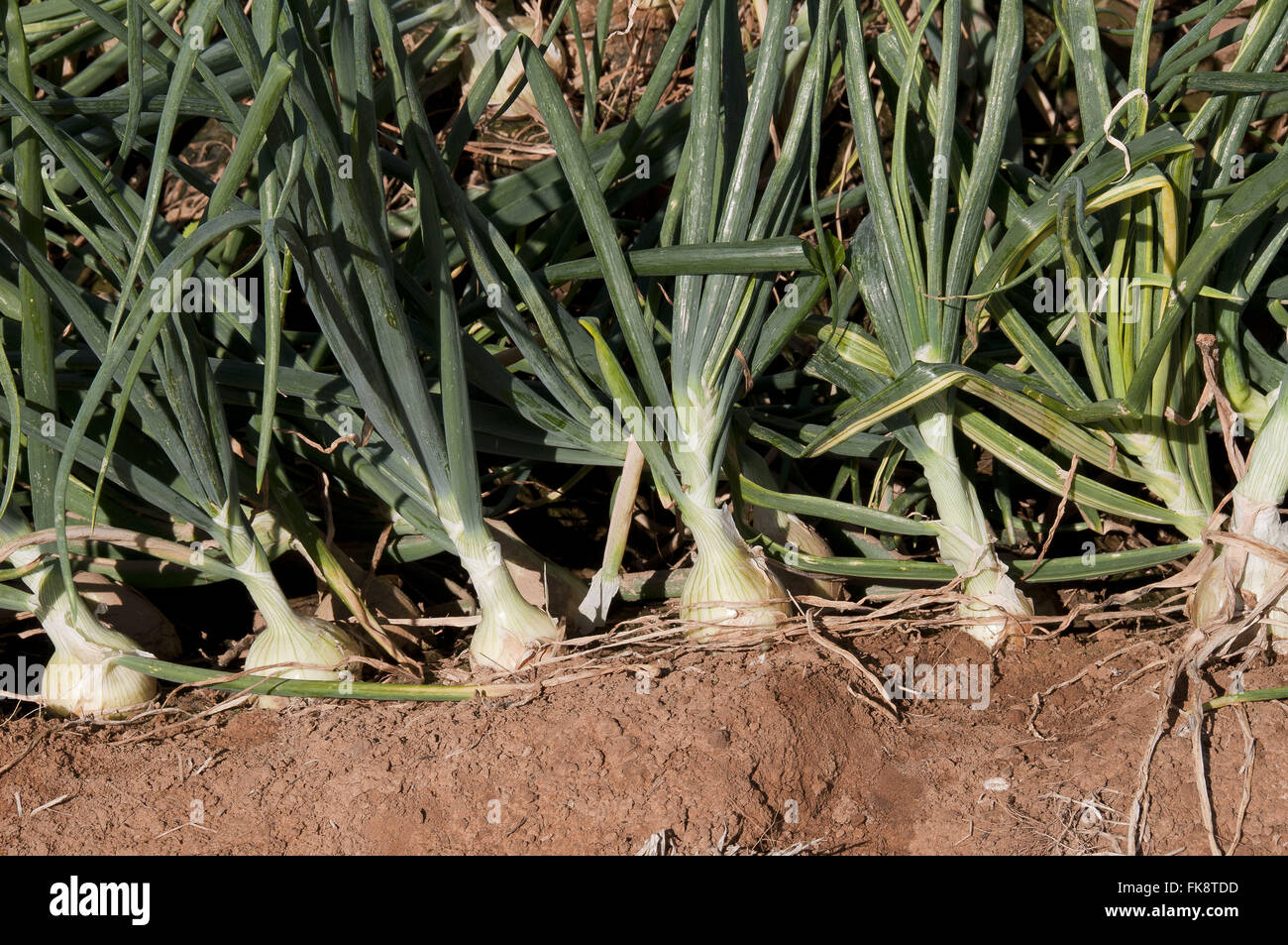 Roca irrigated onion in a rural area of ??the district of the town of Willow A Stock Photo