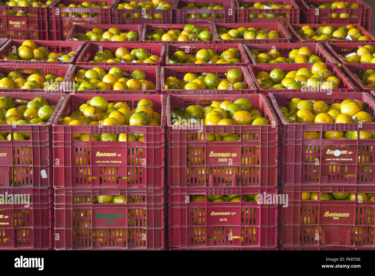 Boxes of citrus fruit to market Stock Photo