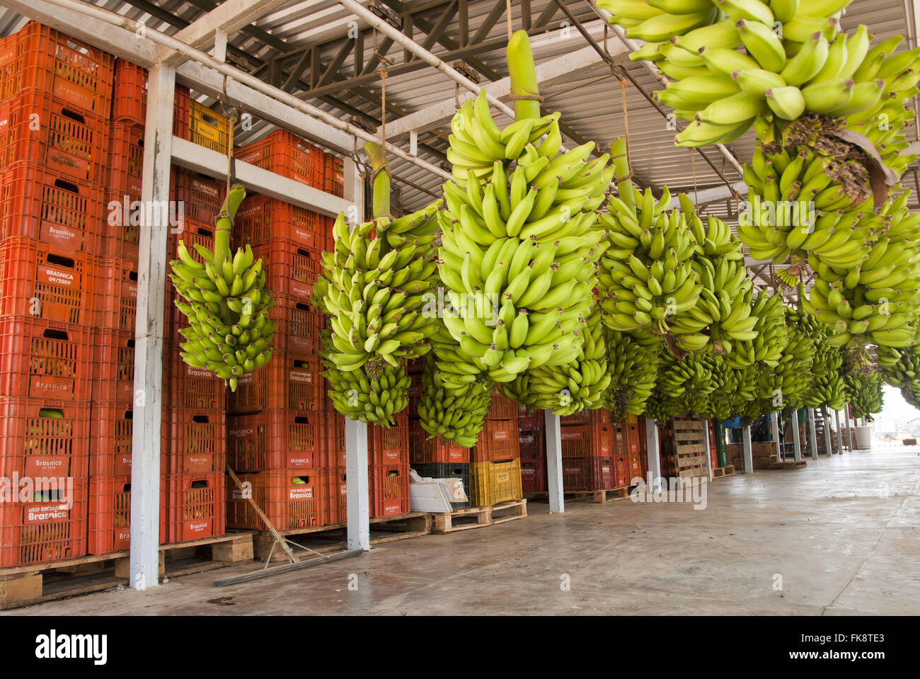 Banana boxes hires stock photography and images Alamy