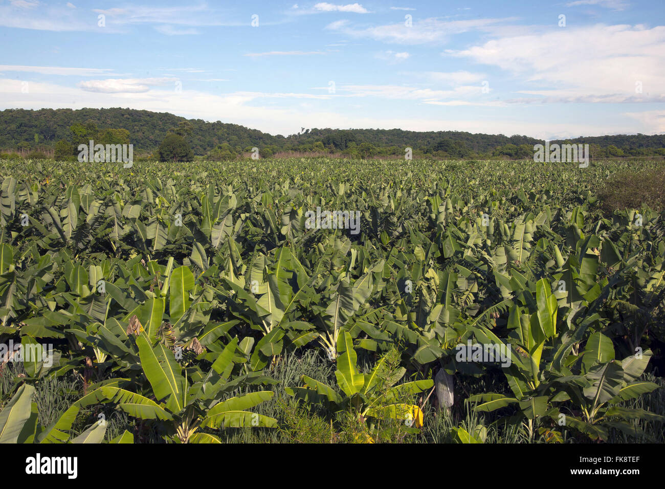 Banana plantation in the rural town of Jacupiranga - Ribeira Valley Stock Photo