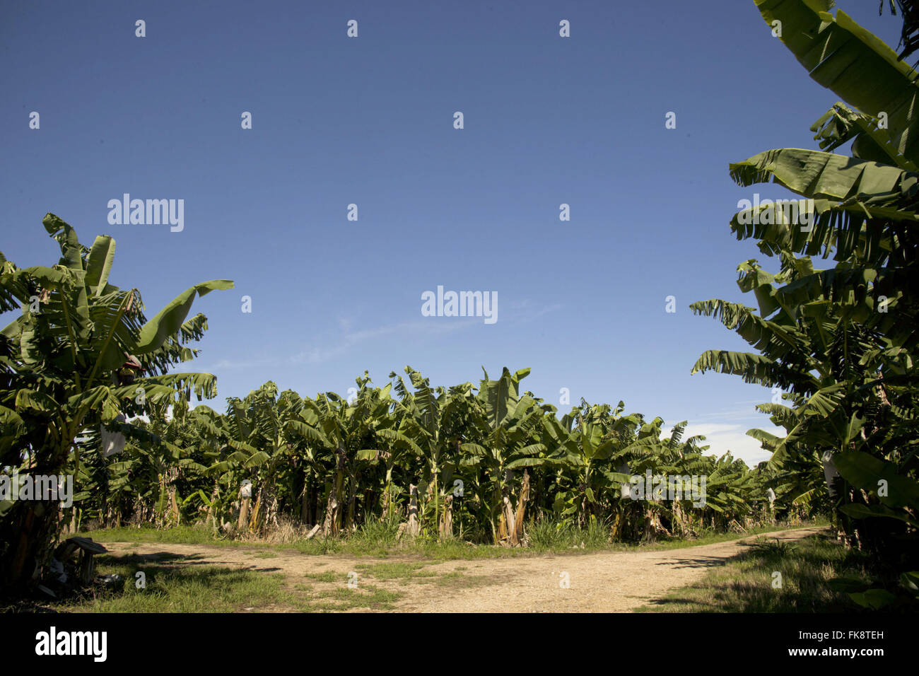 Banana plantation in the rural town of Jacupiranga - Ribeira Valley Stock Photo