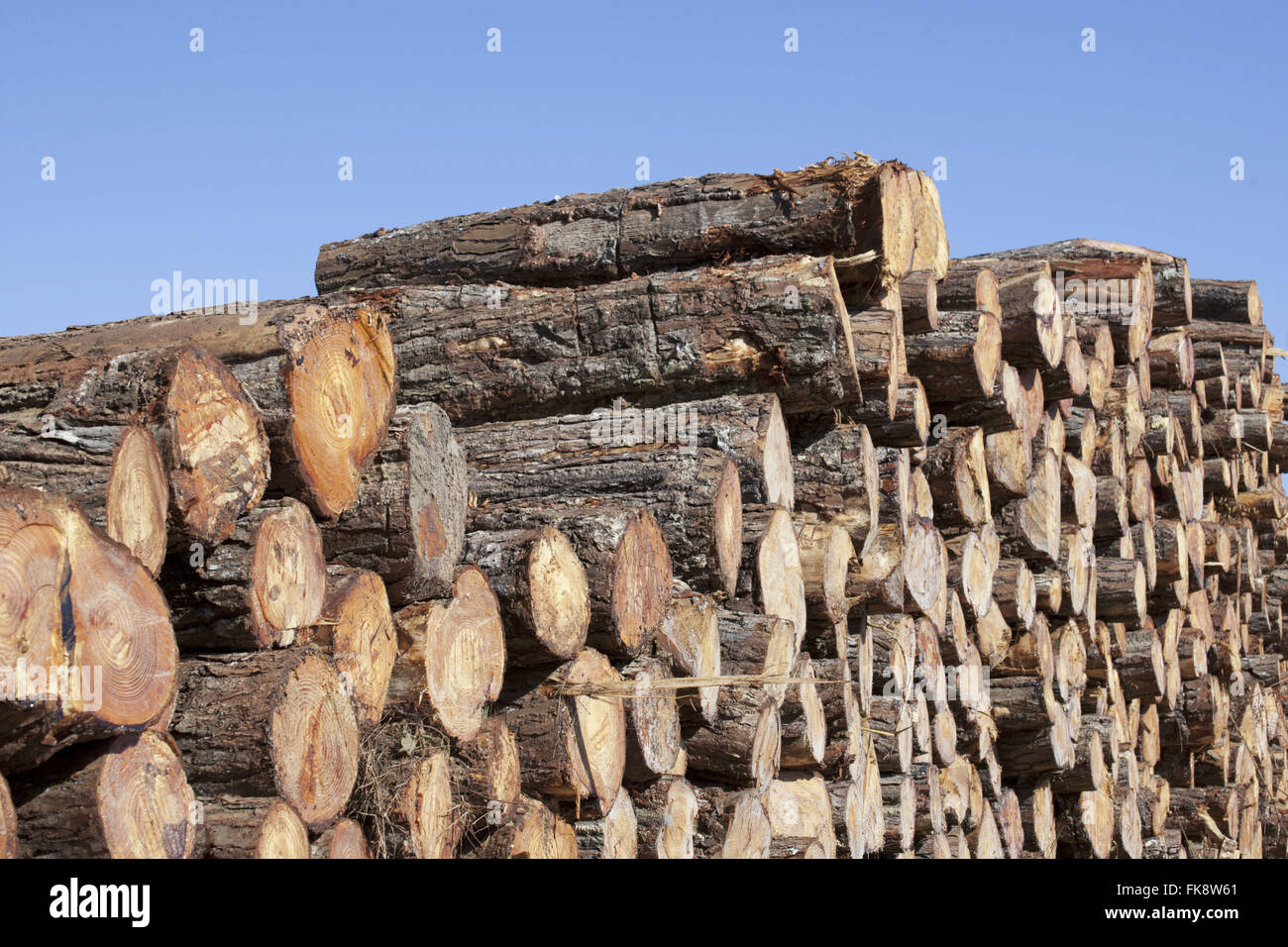 Pine logs cut in rural Itaberá - sudoste region of the State of Sao Paulo Stock Photo