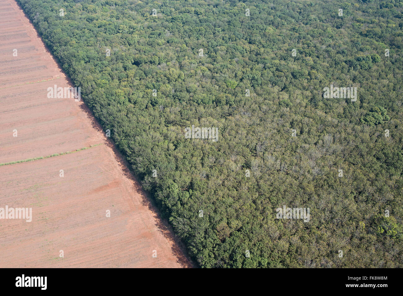 Aerial view of plantation rubber Stock Photo