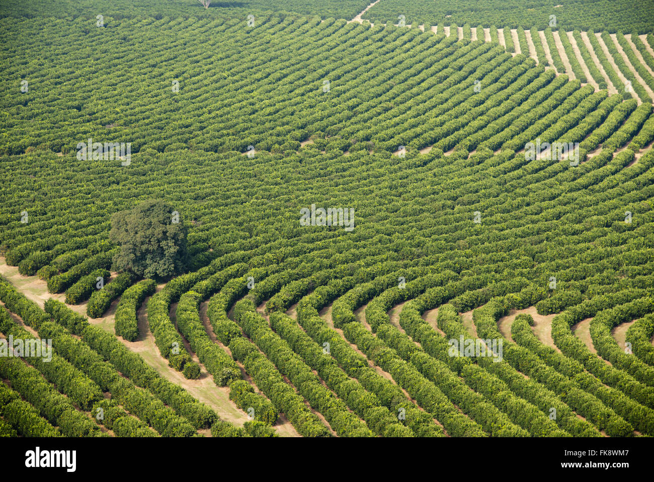Aerial view of orange groves in the countryside Stock Photo Alamy