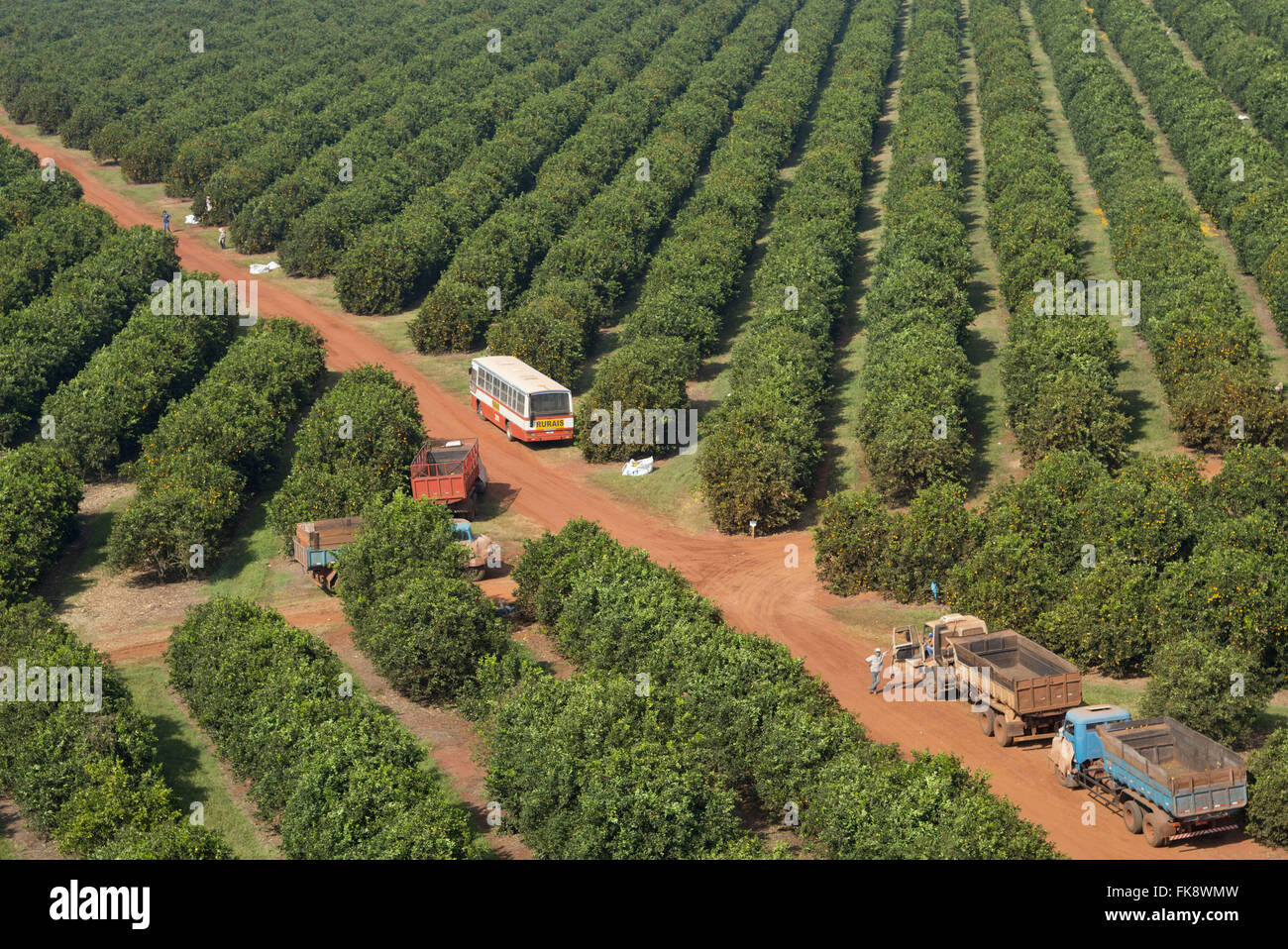Aerial view of trabaho in front of orange groves in the countryside Stock Photo