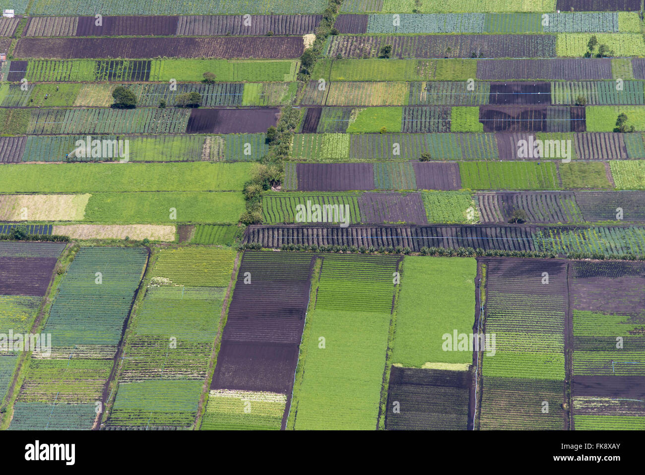 Gardens in the greenbelt of Mogi das Cruzes Stock Photo