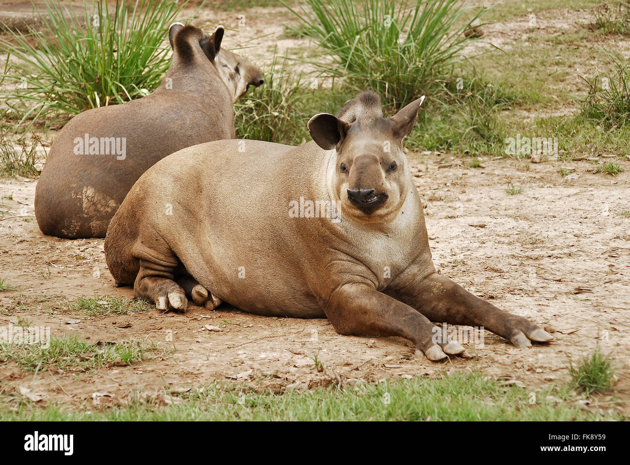 Anta largest mammal in South America-Tapirus terrestris Stock Photo